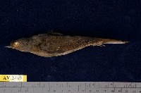 藏品(黃腹琉璃)的圖片